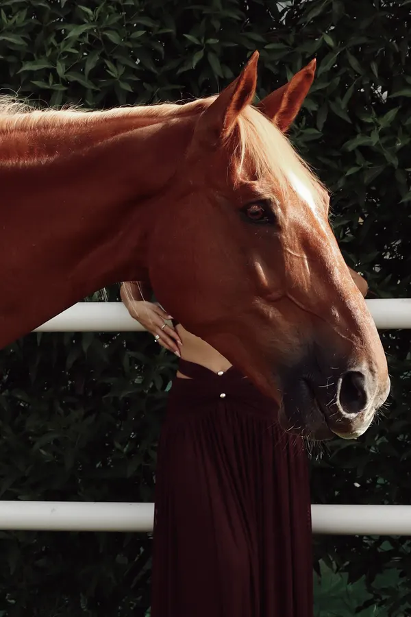 Wide landscape shot of horse and rider at Crystalline Equine